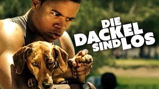 Die Dackel sind los (HUNDEFILM für die ganze Familie komplett auf Deutsch, Abenteuerfilm kostenlos)