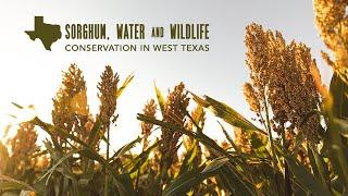 Sorghum, Water and Wildlife: Conservation in West Texas