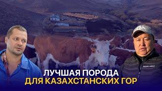 Как разводят Акбасов в горах? Налог на волка и жизнь на пастбищах Тарбагатая — КХ Маулит