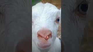 miaaaaa, lmlmlmlmlm
