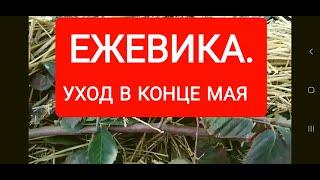 ЕЖЕВИКА./Уход за ежевикой в конце мая/