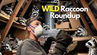 Wild Raccoon Roundup | Wildlife Control Team is Caught Off Guard!