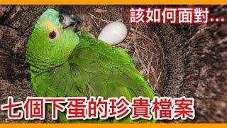 【鸚鵡小木屋】決定讓鸚鵡單身殘忍嗎？鸚鵡下蛋的7個珍貴知識檔案！7 knowledge of parrots laying eggs!