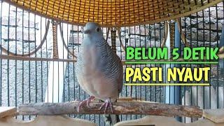 perkutut lokal gacor SATU INI AHLINYA bikin burung perkutut gacor NYAUT SEKETIKA