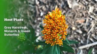 Plant Profile: Butterfly Weed - Asclepias tuberosa