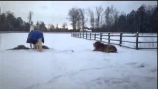 Virginia Horse Rolls in the Snow