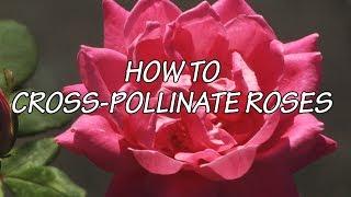 Making It Grow - How to Cross-Pollinate Roses