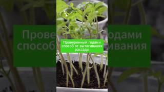 1 таблетка для роста корней! от вытягивания! #дача #огород #сад #урожай #рассада #подкормка