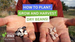 How To Plant, Grow and Harvest Dry Beans!