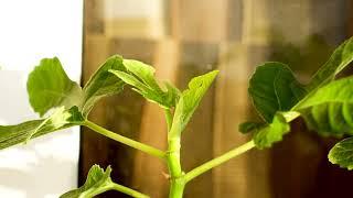 Ficus Carica ⌛ 2 days growth timelapse