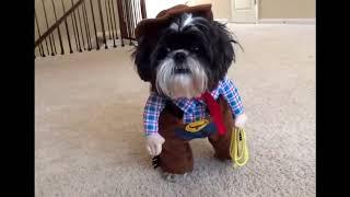 Dog Compilation | DOG IN COSTUME - Funny Video by PRIDE 6