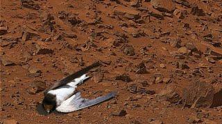 Incredible Video Footages of Mars || Rover Recently Uploaded Stunning Video || Mars News today