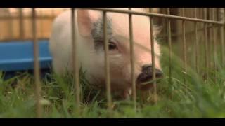 Does a Teacup Pig Make a Good Pet? | Small Pets