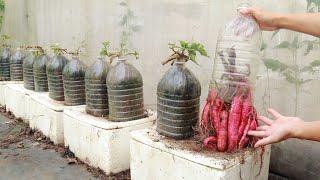 Surprised with the method of growing sweet potatoes in small plastic bottles but the tubers are big