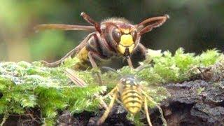 Hornet attacks wasp. Hornisse attackiert Wespe