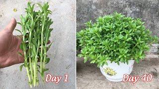Tips for growing rice paddy herb in pots at home from cuttings