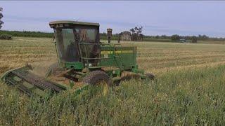 Cutting Forage Mix Hay in the John Deere 4895