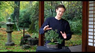 Making a Buxus Bonsai - Part II