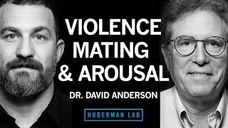 Dr. David Anderson: The Biology of Aggression, Mating, & Arousal | Huberman Lab Podcast #89