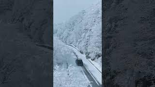 今天的分水岭实况雪景，春天里的童话世界，冰雪奇缘秦岭雪景 分水岭下雪了 带你看雪景 冬季秦岭能有多美 三月的雪