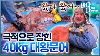 사람만 한 놈이 올라왔다! 마지막 통발에 극적으로 올라온 40kg 대물에 입 찢어지는 선장님 / 동해 봄 바다 대왕문어 조업 현장 / #바다다큐