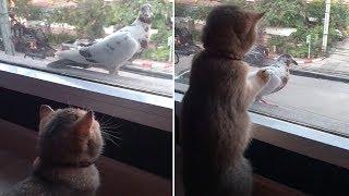 Kitty Wants To Play With Bird On Window Ledge