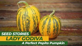 SEED STORIES | Lady Godiva: A Perfect Pepita Pumpkin