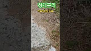 오늘에주인공 #청개구리  #봉숭아학당 #최고  #문화혁신학교 #렌토tv