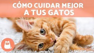 Consejos para cuidar mejor a tus gatos | Educador de Gats