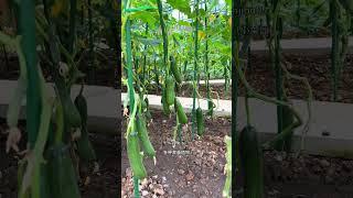 可多年重复使用的包塑钢管爬藤架，美观防滑结实耐用#爬藤架 #种植小技巧 #蔬菜种植