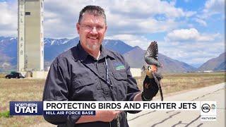 Hill Air Force Base Safely Captures, Relocates Predatory Birds To Prevent Collisions