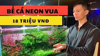 Bể cá neol vua 18 triệu | Nguyễn du aqua