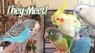 INTRODUCING MY NEW BIRD TO THE FLOCK | Budgie Meets Other Budgies for the First Time