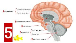 Головной мозг человека: строение, функции + КАК ЭТО ЗАПОМНИТЬ