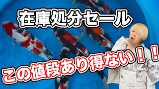 【遼河鯉庵】 シーズン前最後の通信販売！！在庫を処分価格で全て売り切ります。