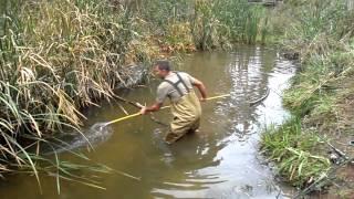 carp spear fishing