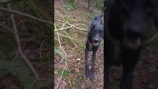 My dog has never been so happy with himself. Jumping over a tree on a walk. Labrador life.