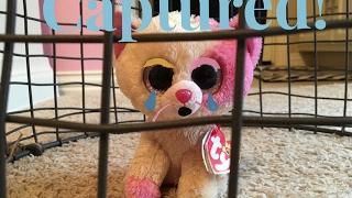 Beanie Boo's: Captured!