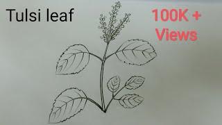 How to draw Tulsi leaf(Holy Basil) step by step@Vel's Art Classes...