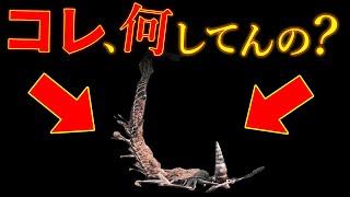 100％役に立たないけど面白いエルデンリングの小ネタ集【ゆっくり解説】