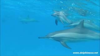 Rencontre avec un bébé dauphin trés curieux  - Encountering a very curious baby dolphin