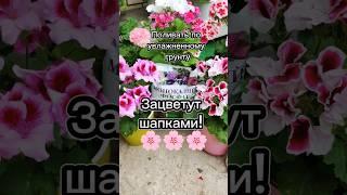 Как Заставить ГЕРАНЬ Цвести? Подробности смотри в описании ⏫⏫
