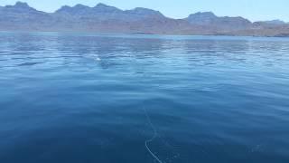 Sample of Fly Fishing for Dorado in Baja