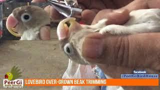 How to Trim Overgrown beak of your pet bird - Easy Way