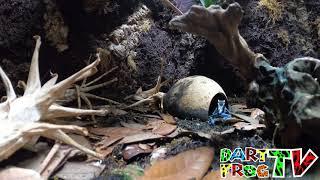 Powder Blue Tinctorius In vivarium session...