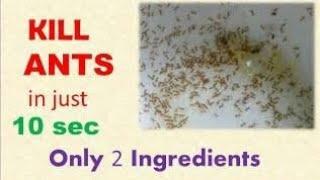 Kill ANTS in just 10 sec / Get rid of Ants without Poison/ only 2 ingredients