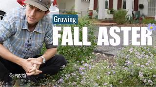 The COMPLETE Guide to Growing the Texas Native Fall Aster | Texas Native Plants 