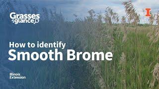 How to Identify Smooth Brome - Grasses at a Glance