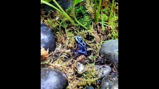 Mint Frog Media Live Daytime Dart Frog Tank Stream [LIVE] 7/29/22