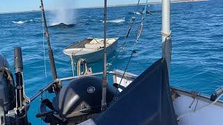 Humpback Whales Are Chasing Us! 5 days at Sea